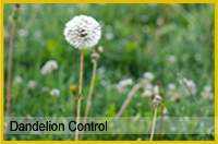 Challis Lawn Care can treat your yard for dandelions. Call today for a risk free, no obligation quote today