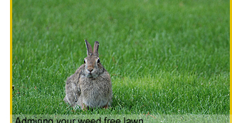 A weed free lawn is a sight to behold